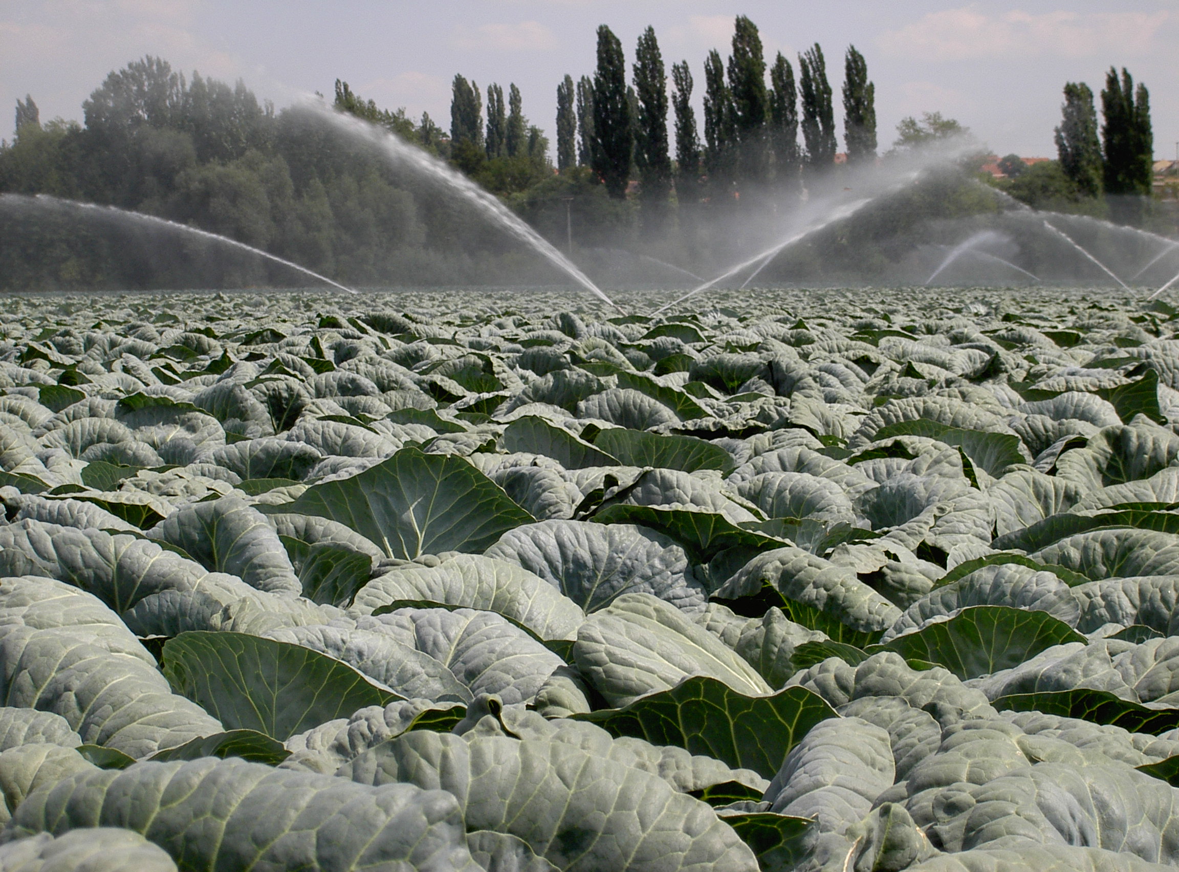 Pěstování zelí se zaléváním